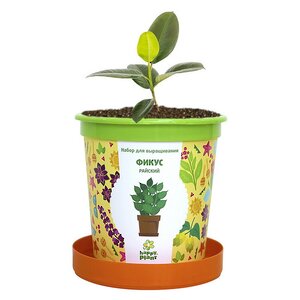 Набор для выращивания Фикус райский в горшке Happy Plant фото 2