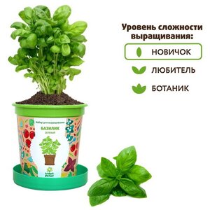 Набор для выращивания Базилик зеленый в горшке Happy Plant фото 2
