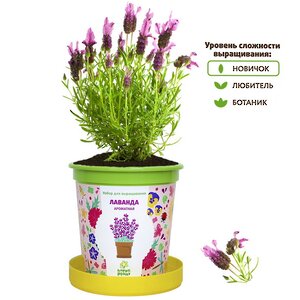 Набор для выращивания Лаванда ароматная в горшке Happy Plant фото 2