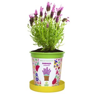 Набор для выращивания Лаванда ароматная в горшке Happy Plant фото 4