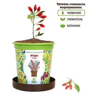 Набор для выращивания Ягоды Годжи в горшке Happy Plant фото 2