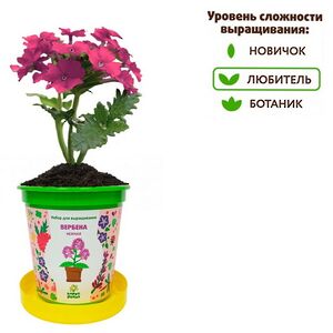 Набор для выращивания Вербена Нежная в горшке Happy Plant фото 2