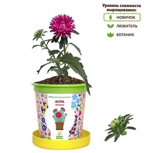 Набор для выращивания Астра звездная в горшке Happy Plant фото 2