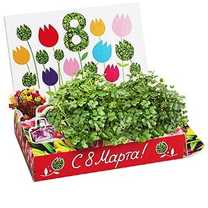 Подарочный набор Живая открытка - С 8 марта, Тюльпаны