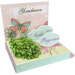 Подарочный набор Живая открытка - С Днём Рождения, с бабочкой Happy Plant фото 1