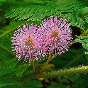 Набор для выращивания Мимоза Стыдливая Rostokvisa фото 2