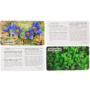 Набор карточек "Мир на ладошке. На цветочной полянке" Умница фото 4