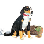 Мягкая игрушка Собака Аппенцеллер сидящий 66 см